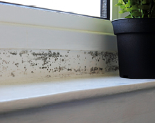 Black mold spores grow along a white windowsill next to a potted plant.